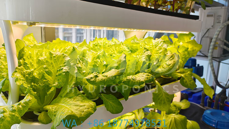 Farming Agriculture Equipment - ج آلة الزراعة لزراعة الخضار الخس