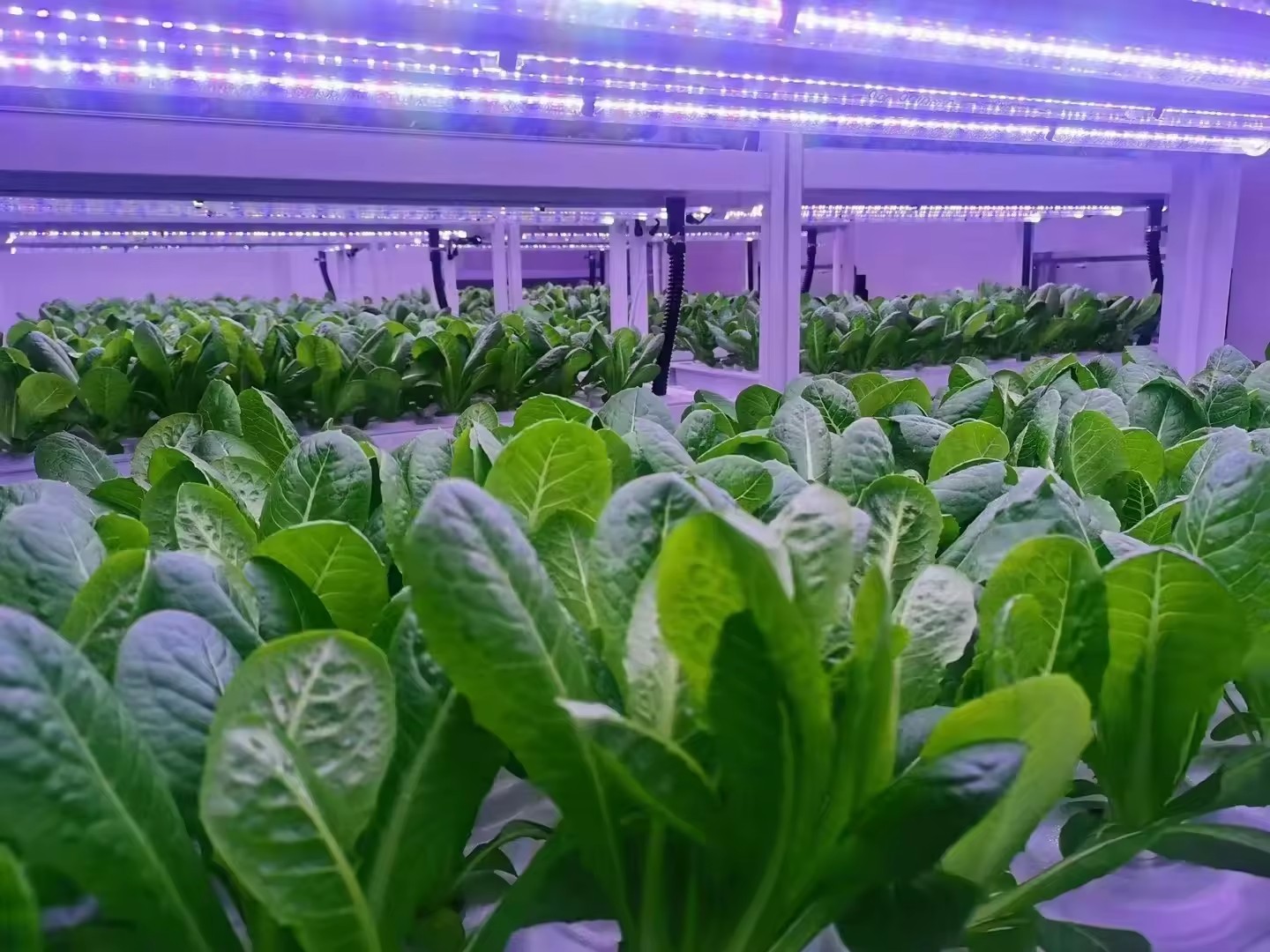 f المعدات الزراعية الدفيئة تنم - مراجعة Farming Agriculture Equipment وسعره
